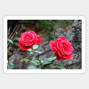 Rothenburg Roses Sticker